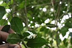 Paramignya monophylla